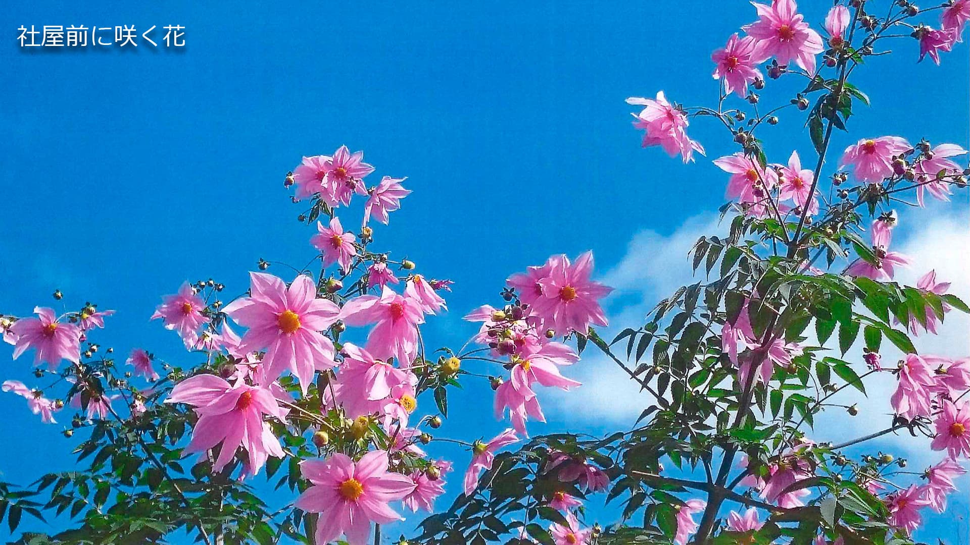 社屋前の咲花
